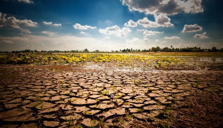Україна потерпає від посухи: серпень без дощів