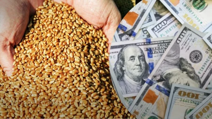У портах Дунаю продовольча пшениця подешевшала до $167–178 за тонну