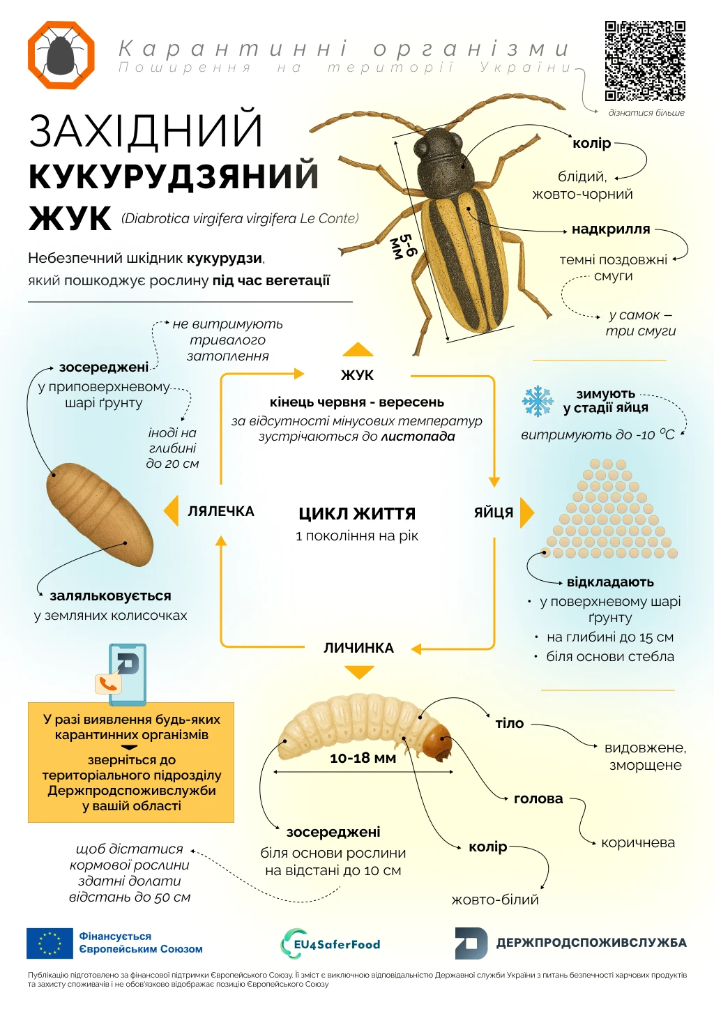 західний кукурудзяний жук західний кукурудзяний жук