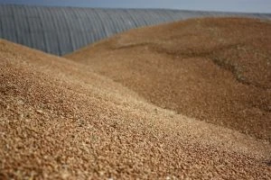 Агрофірма приховала 10,6 млн грн податків через махінації