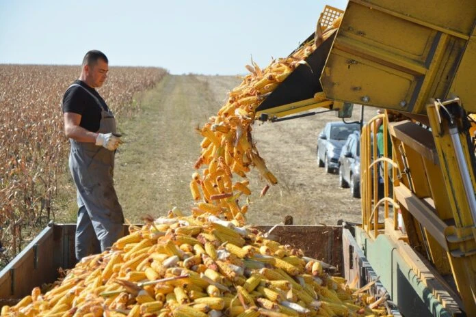 Непроданий урожай не звільняє від орендної плати за землю — роз’яснення ВАР